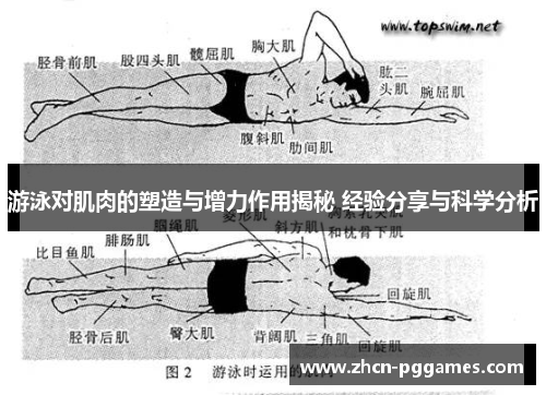 游泳对肌肉的塑造与增力作用揭秘 经验分享与科学分析